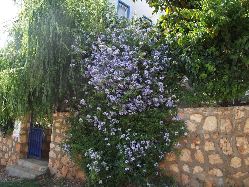 Miramar Pansiyon Каш Екстериор снимка